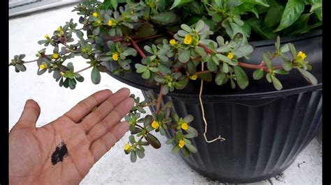 How To Grow Purslane Plant Back Gardener