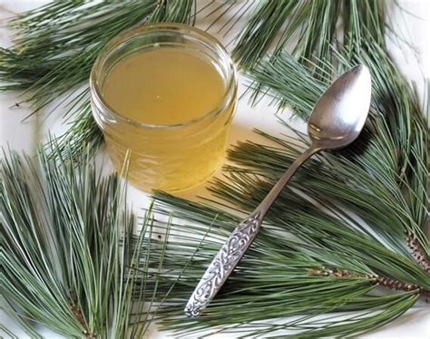 Pine Syrup Recipe 2 Delicious Ways To Make It