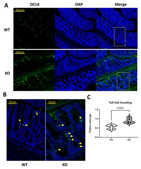 Representative Immunofluorescence Staining For Dclk1 Tuft Cell Marker