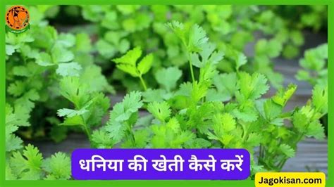 Dhaniya Ki Kheti धनिया की खेती कैसे करें Coriander Farming In Hindi धनिया की खेती से लाभ