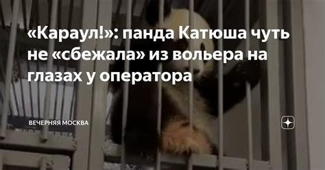 «Караул!»: панда Катюша чуть не «сбежала» из вольера на глазах у ...