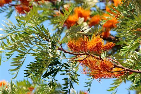 Grevillea Robusta Or Silky Oak Tree In Blossom At Springtime Stock