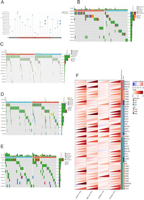 Mutation Landscape Of Apof And Rna Modification A Mutation Landscapes