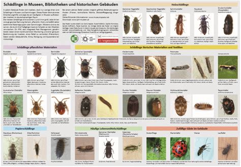 Sch Dlingsposter Museumssch Dlinge Pr Vention Monitoring