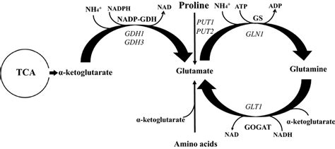 Glutamate Production And Nitrogen Assimilation In S Cerevisiae The Download Scientific