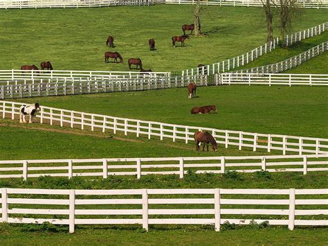 Kentucky Horse Farms Wallpaper