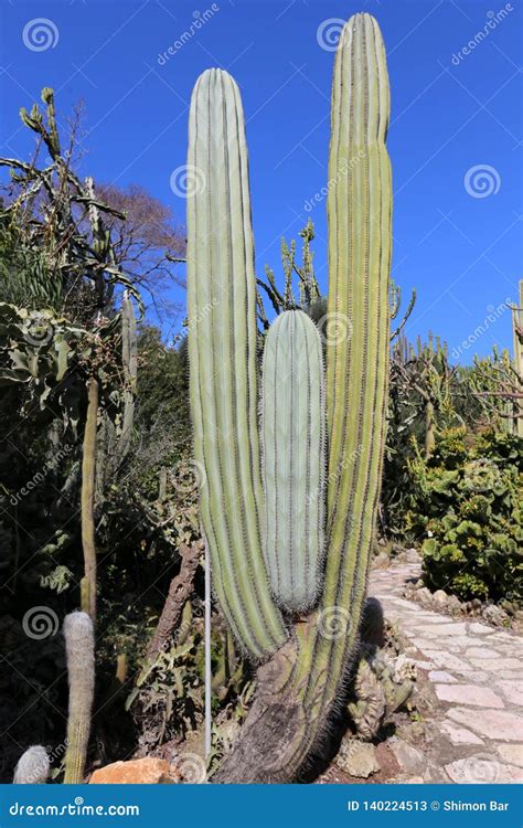 No Parque Cresceu Um Cacto Grande E Espinhoso Imagem De Stock Imagem