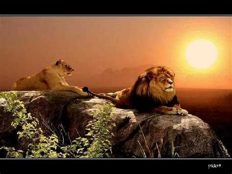 Lions Animal Resting Cat Lion Wild Sun Rock Hd Wallpaper Pxfuel