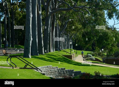 Kings Park And Botanic Garden Perth Hi Res Stock Photography And Images