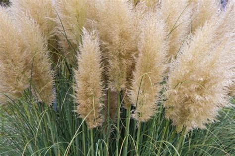 8 Best Perennial Ornamental Grasses