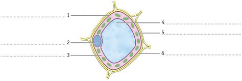 Diagram Plantaardige Cel Quizlet