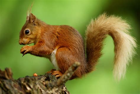 Female Squirrel © Peter Trimming Geograph Britain And Ireland