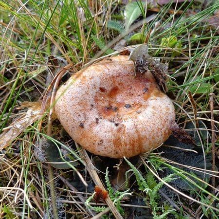 Saffron Milkcap Mushroom Lactarius Deliciosus Identification