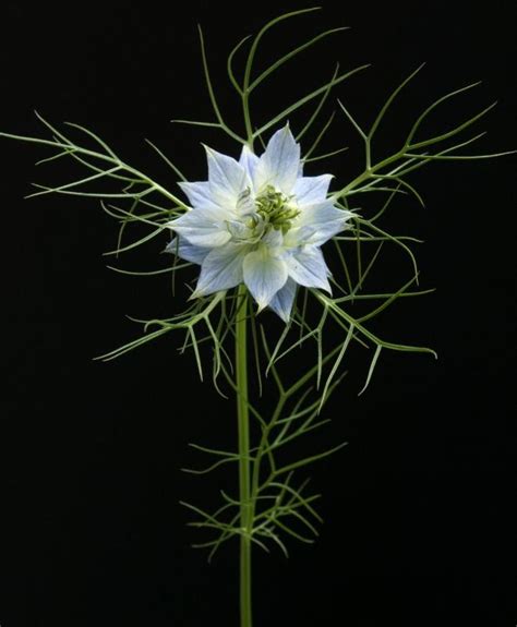 Nigella Sativa