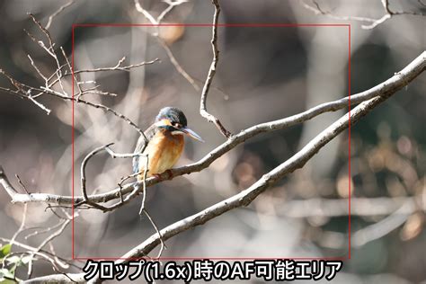 CanonRF800mm F11 IS STMで軽やかに小鳥を追う疲れ知らずの休日 THE MAP TIMES