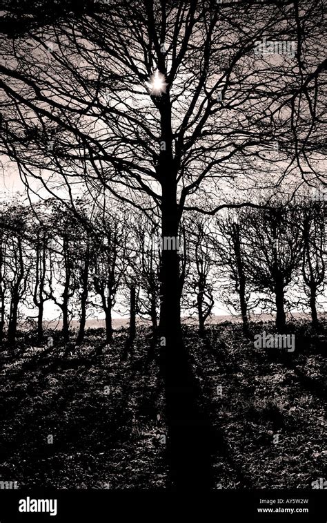 Siloette Hi Res Stock Photography And Images Alamy