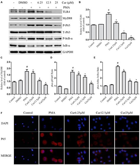 Frontiers Curcumin Represses Nlrp3 Inflammasome Activation Via Tlr4