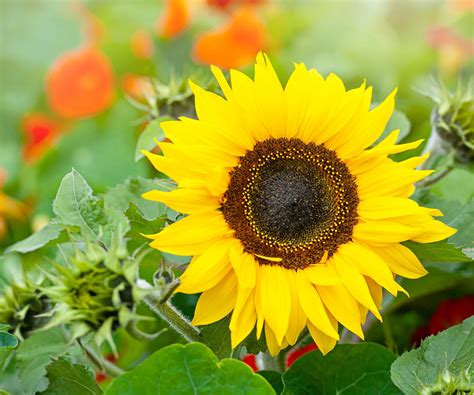 Easiest Flowers To Grow From Seed In Greenhouse at Jill Ford blog