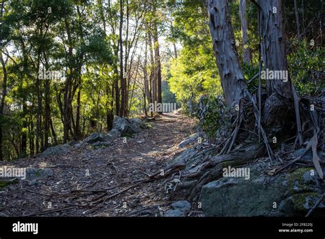 A Curving Pathway On A Hill With Thick Trees Rocks And Overgrown