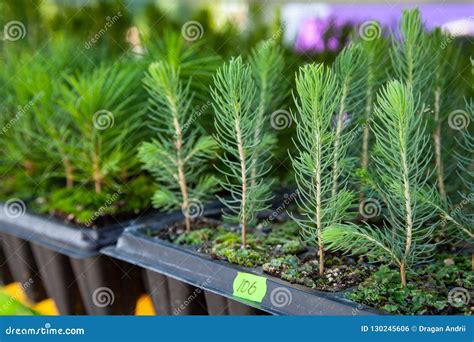 Saplings of Pine, Spruce, Fir, Sequoia and Other Coniferous Trees in ...