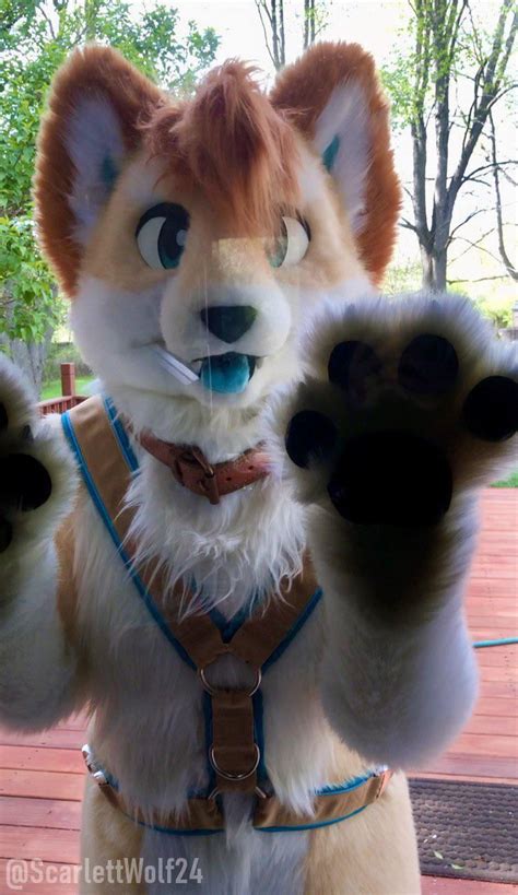 Happy Fursuit Friday You Gonna Let That Dog In Or Nah 🐾🐾 Rfurry