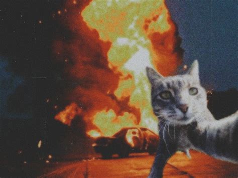 Cool Cute Cat Fire Aesthetic Wallpaper Sfondi