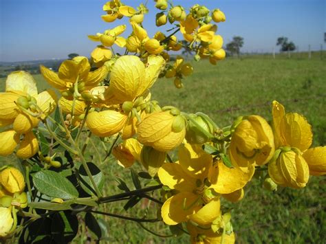 Caminhos Do Cerrado Flores Do Cerrado