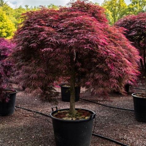 Tamukeyama Japanese Maple Buy Online Plants And Trees At Pixies Gardens
