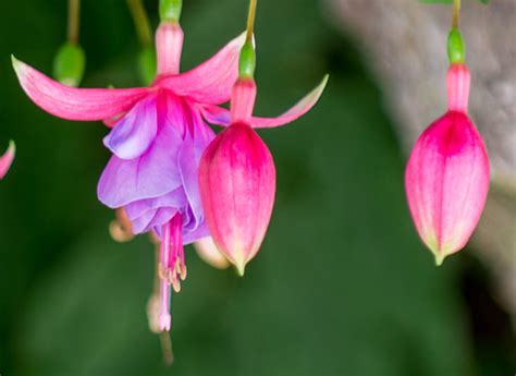 pendulant flowers   tony grover flickr