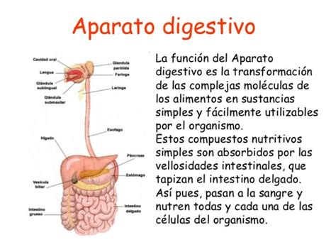 Cuadros Sinopticos Del Sistema Digestivo Cuadro Comparativo