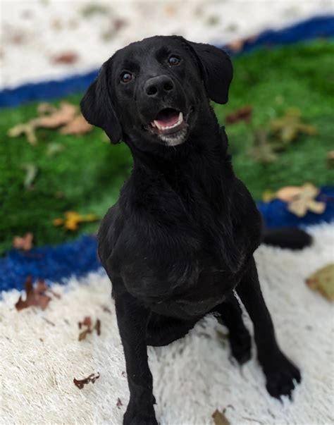 hot springs animal control 3