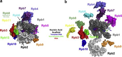 Figure 1 From Basic Mechanisms Of Rna Polymerase Ii Activity And