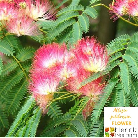 Albizia Julibrissin Persian Silk Tree Blerick Tree Farm