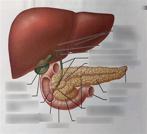 Ducts Of Accessory Digestive Organs 3 Diagram Quizlet