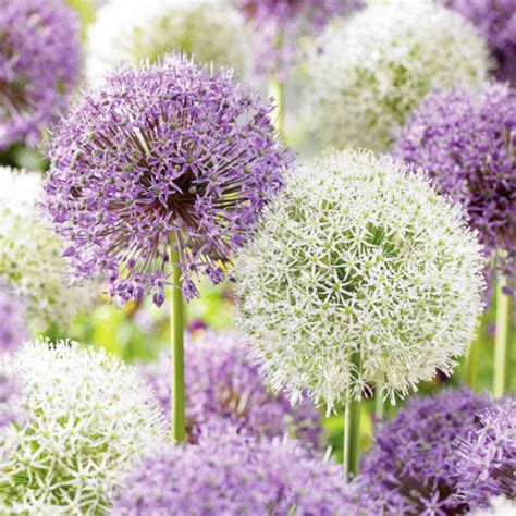 Guía completa para el cultivo de Allium Cuidados del Allium Blog de