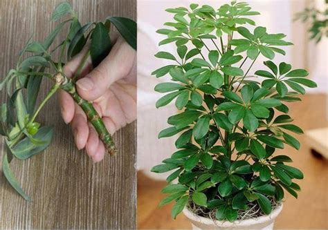 C Mo Propagar Cultivar Cheflera Schefflera Y Sus Cuidados Eco