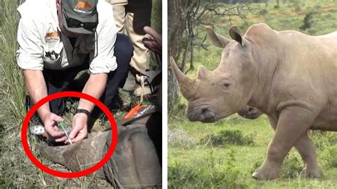 Radioactive Rhino Horns Are Latest Tool To Stop Poachers YouTube