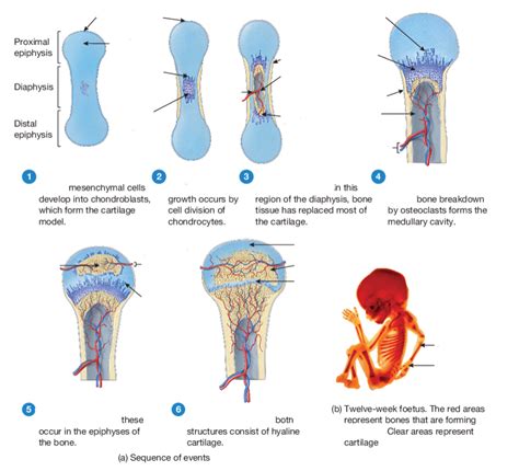 Endochondral Ossification Diagram Quizlet