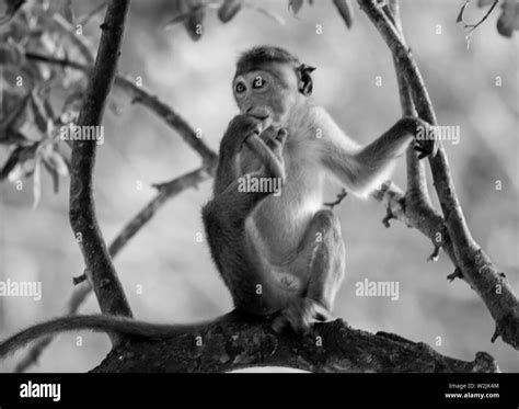 Exotic Animals Of Sri Lanka Black And White Stock Photos And Images Alamy