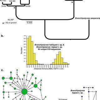 A Maximum Likelihood Ml Tree From Combined Coi S And Its For A