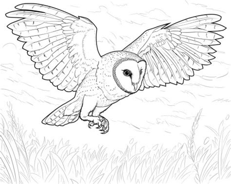 Barn Owl Coloring Pages