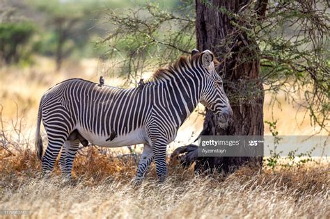 Grevy's Zebra | Zebra, Zebras, Pets