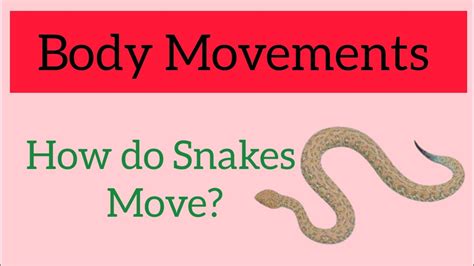 How Do Snakes Move Body Movements Class 6 Science NCERT By Dr