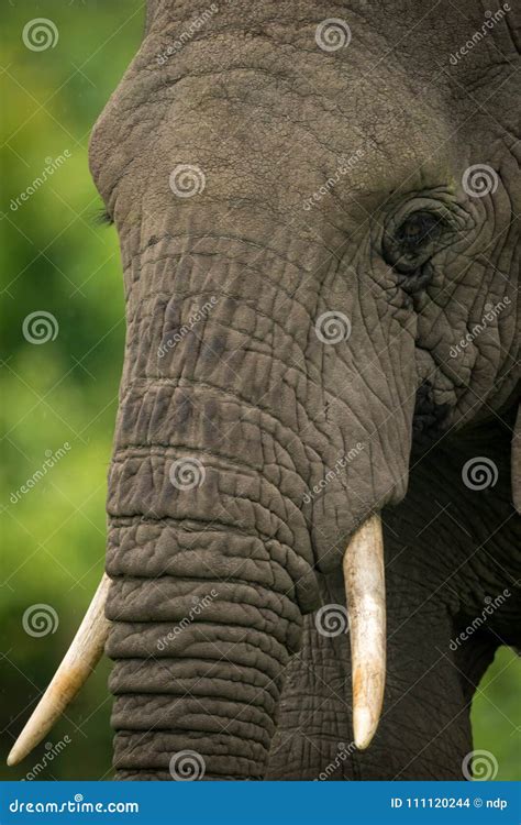 Close Up Of African Elephant Head With Tusks Stock Photo Image Of