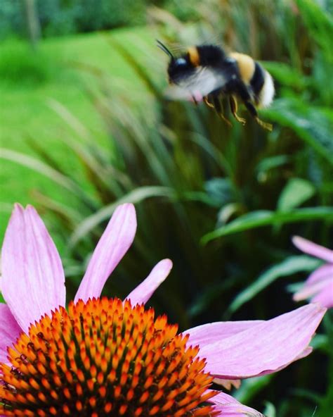 So Bumblebee Flight Its Been So Curious Over The Last 12 Months