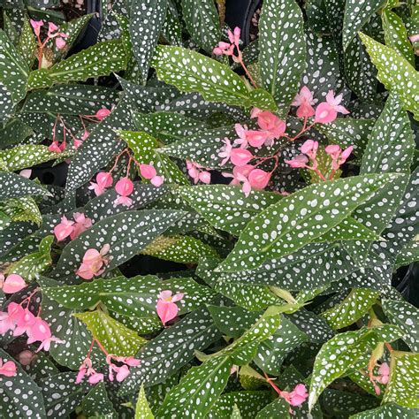 Begonia maculata (Silver Spot) - Cane Begonia (4.5" Pot) | Little