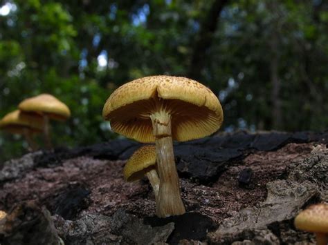 Shroomery - Gymnopilus aeruginosus