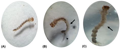 Mosquito Larvicidal Activity And Cytotoxicity Of The Extracts Of