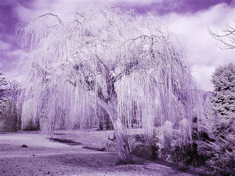 Weeping Willow Tree Background