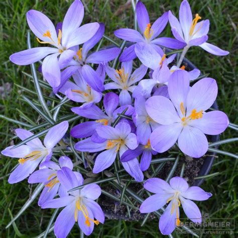 Botanischer Krokus Tommasinianus Whitewell Purple Saatfix